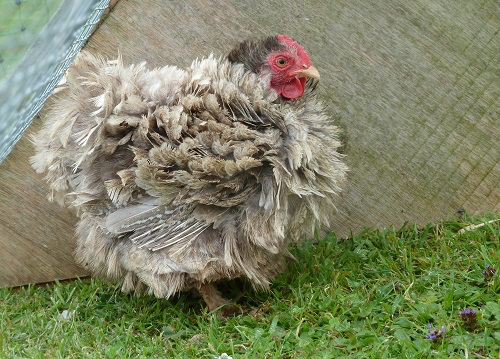 50m Battery powered professional poultry netting kit