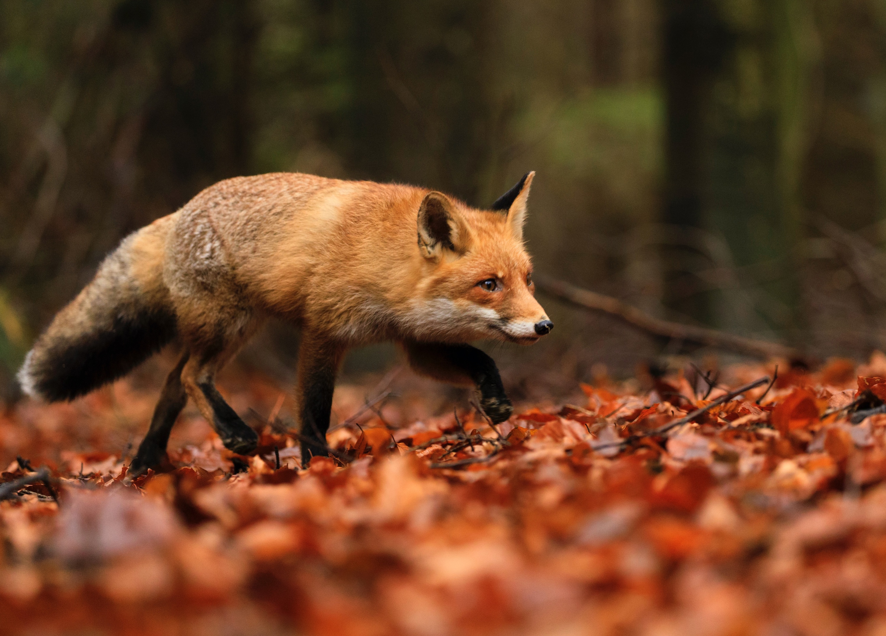 Keeping hens safe from Mr Fox