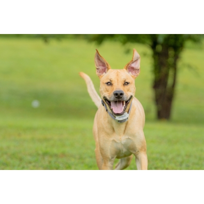 PIG19-17478  Classic Petsafe In Ground Fence  