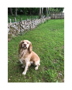 CSDBDCK5L20. Battery Operated Dog Containment System - 5 lines max length 20m