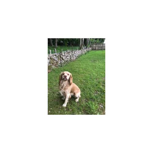 Dog Containment Electric Fence Kit CSDBDCK5L20 CountrystoreDirect
