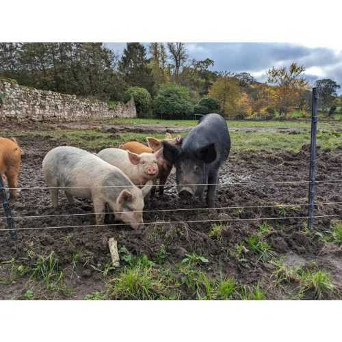 Electric fence direct cheap